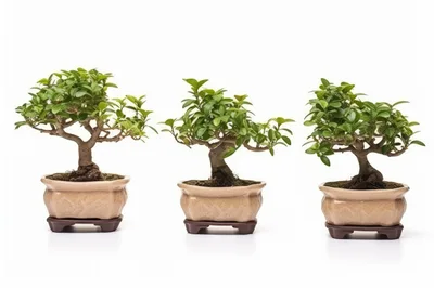 Three Potted Bonsai Trees On White Background