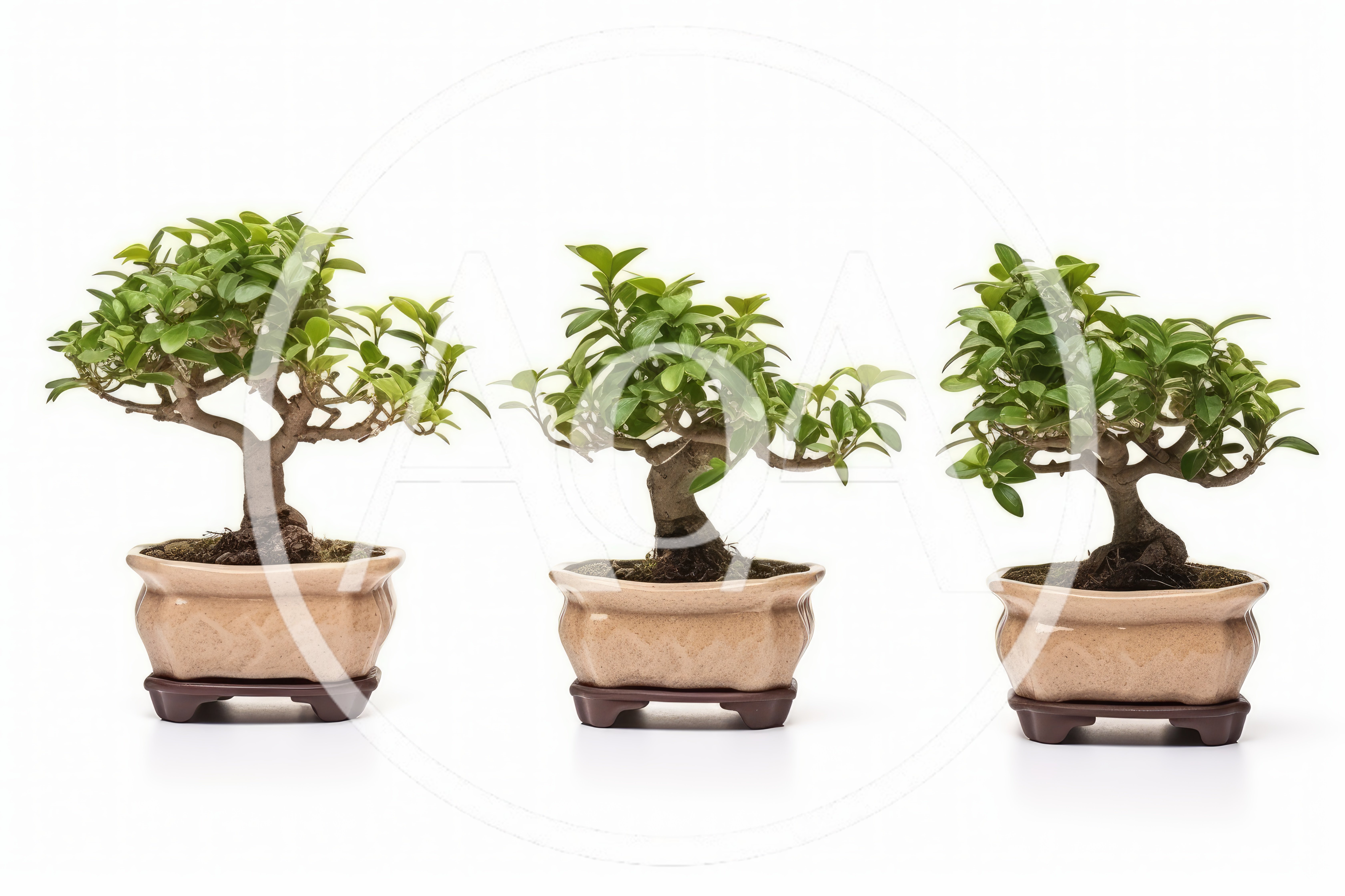 Three Potted Bonsai Trees On White Background