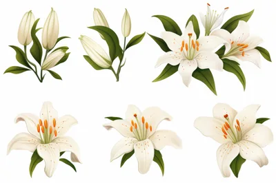 Set of White Lily Flowers and Buds