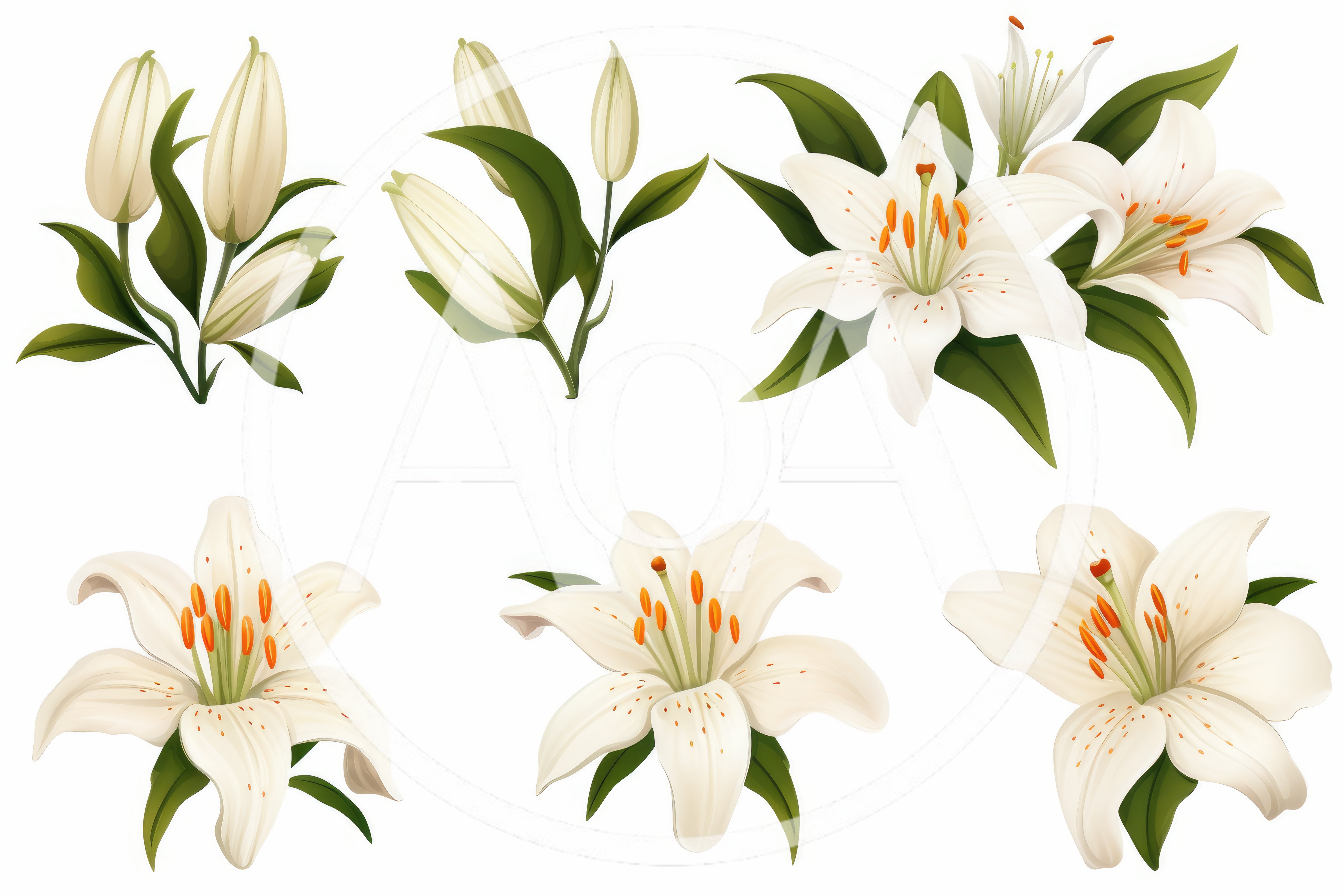 Set of White Lily Flowers and Buds