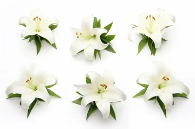Six White Lily Flowers Isolated On White Background