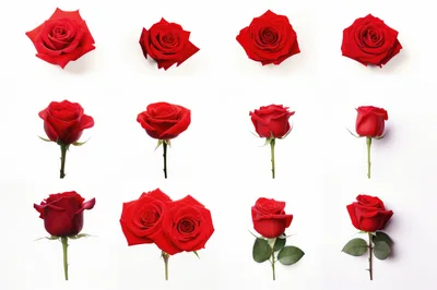 Collection Of Red Roses On White Background