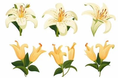 Set Of White And Yellow Lily Flower Illustrations