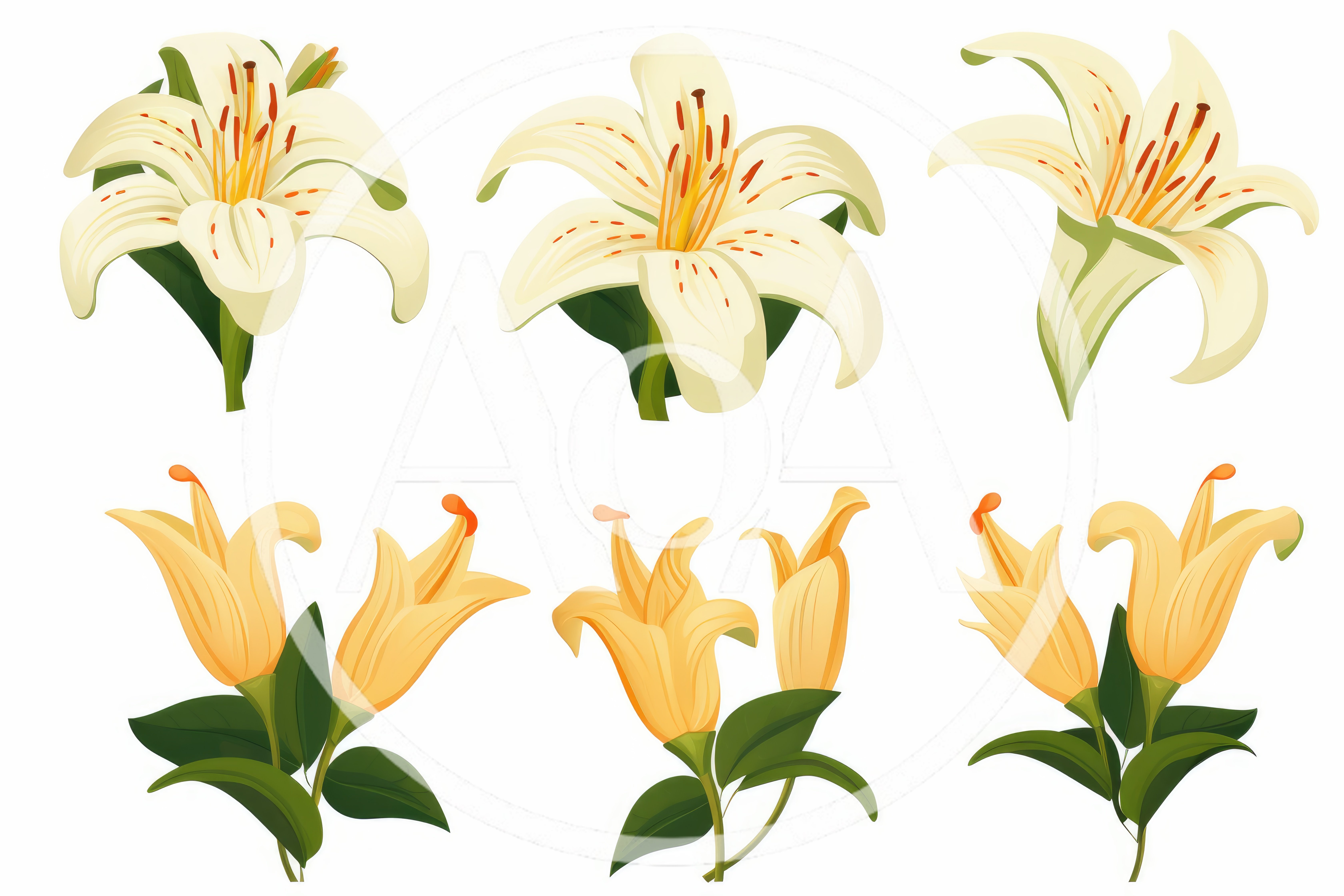 Set Of White And Yellow Lily Flower Illustrations