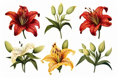 Set of Beautiful Tiger Lily Flowers and Buds