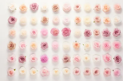 Grid Of Assorted Pastel Roses On White Background