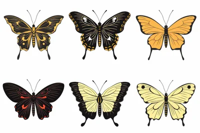 Set Of Six Colorful Butterfly Illustrations