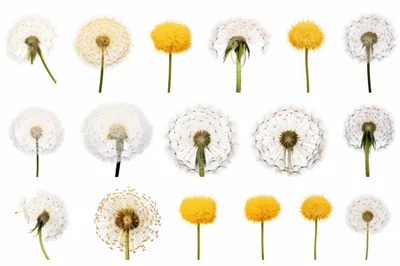 Collection Of Dandelion Flowers And Seed Heads