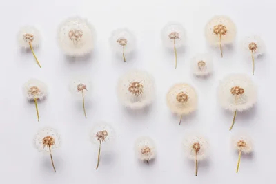 Flat Lay Of Multiple Dandelion Seed Heads