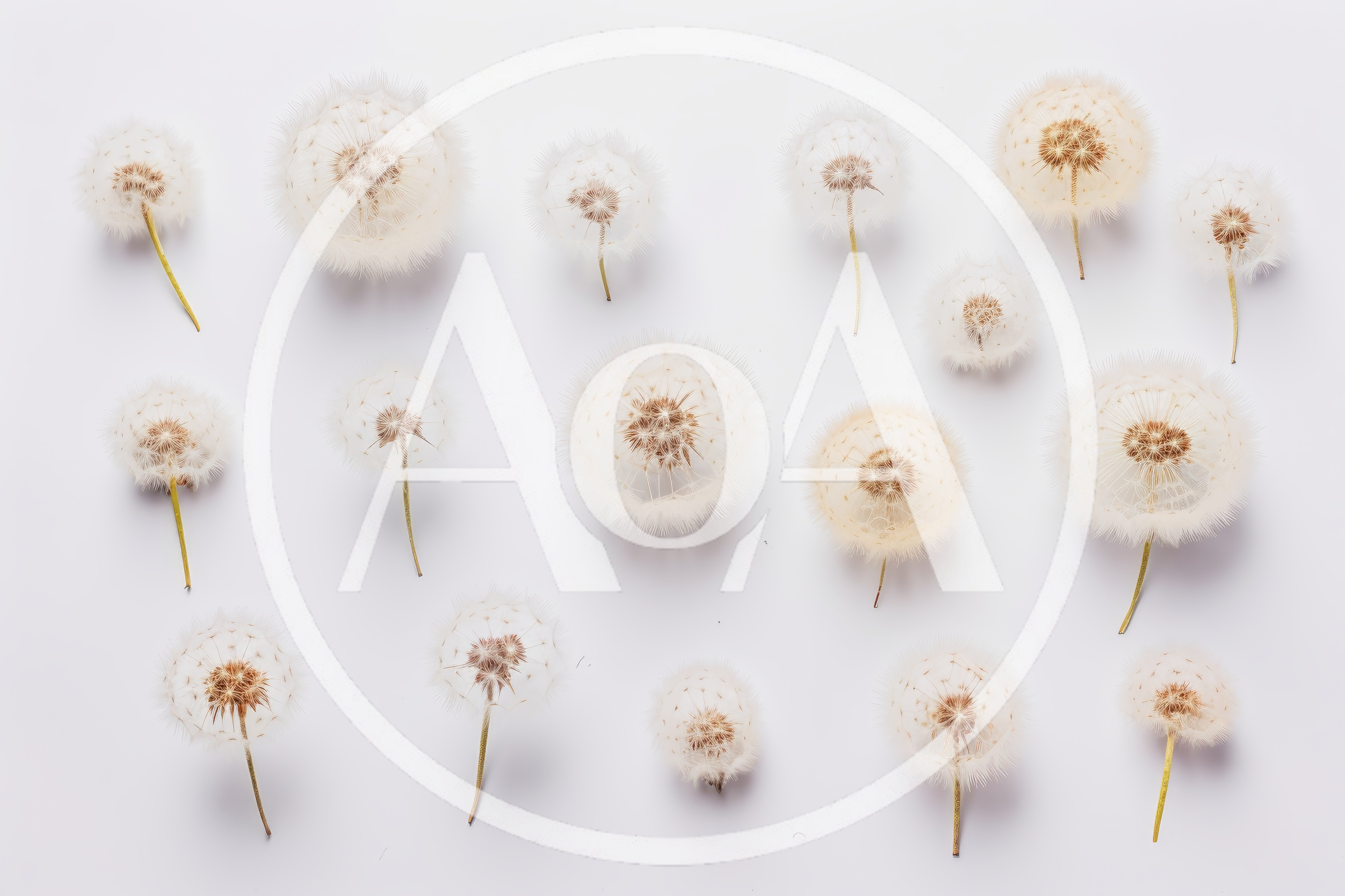 Flat Lay Of Multiple Dandelion Seed Heads