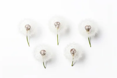Five Dandelion Seed Heads Arranged On White Background