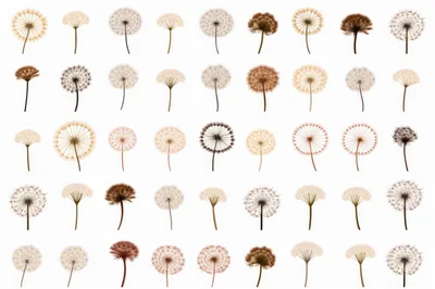 Collection Of Various Dandelion Seed Heads