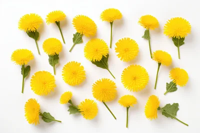 Top View Of Fresh Yellow Dandelion Flowers