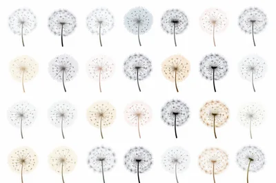 Collection Of Various Dandelion Seed Heads