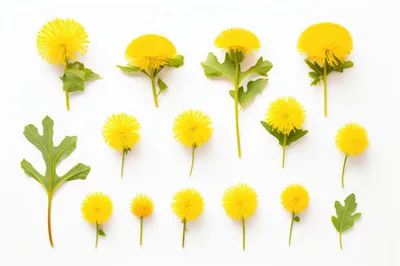 Collection Of Fresh Yellow Dandelion Flowers And Leaves