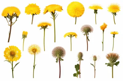 Collection of Dandelion Flowers and Seed Heads