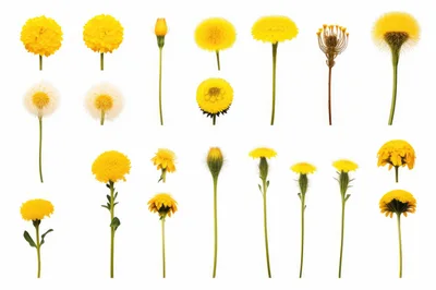 Collection of Dandelion Flowers and Seed Heads