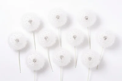 Top View Of White Dandelion Seed Heads