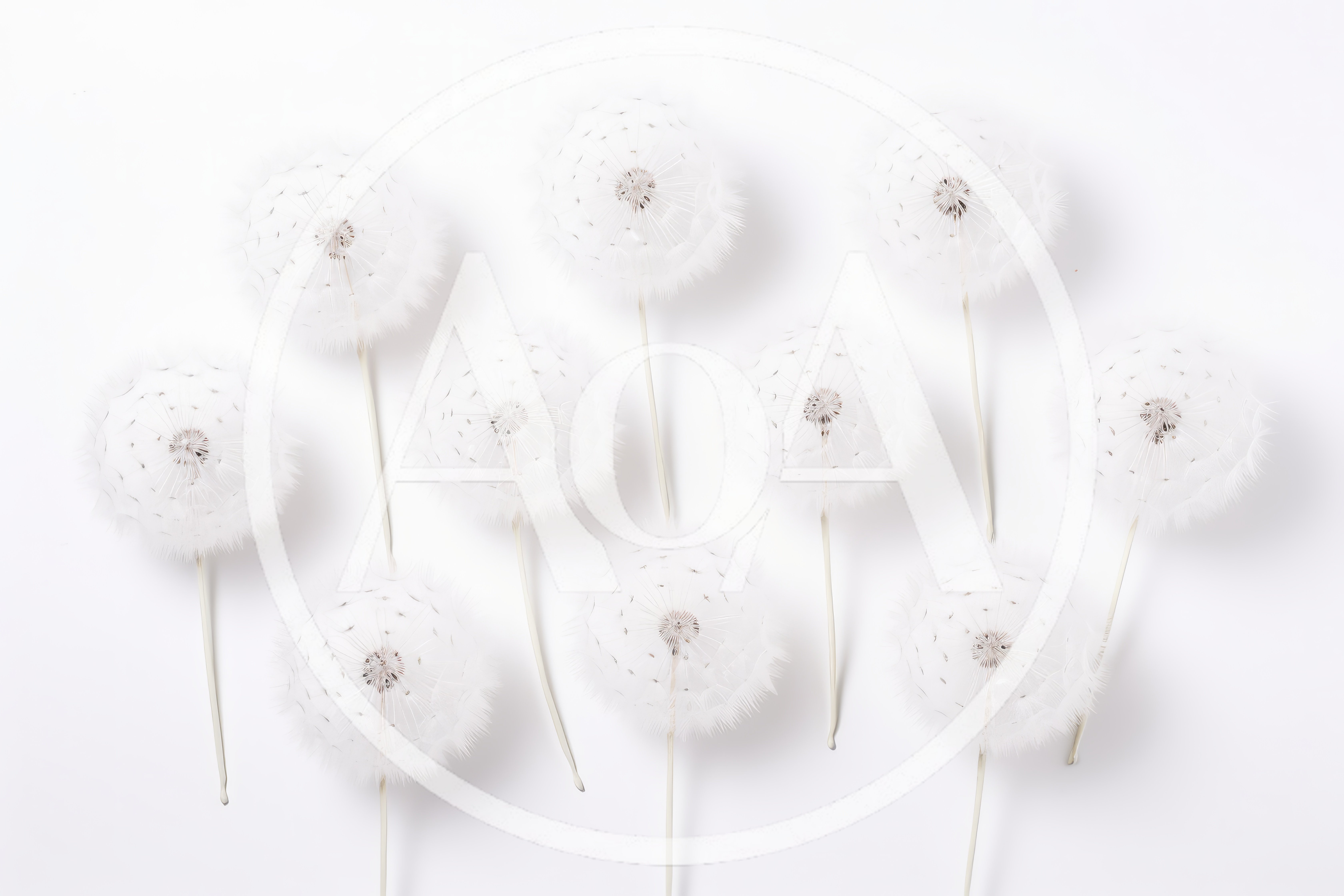 Top View Of White Dandelion Seed Heads