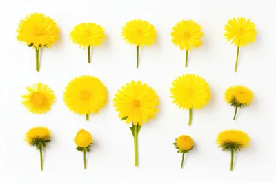 Collection Of Yellow Dandelion Flowers On White Background