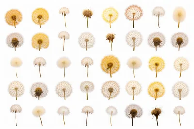 Collection of Dandelion Seed Heads on White Background