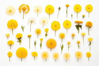 Collection Of Pressed Yellow Wildflowers On White Background