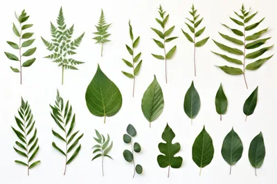 Collection Of Various Green Leaves On White Background