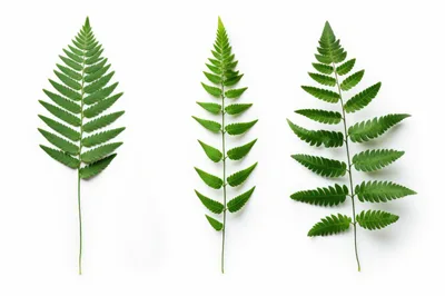 Three Green Fern Fronds Isolated On White Background