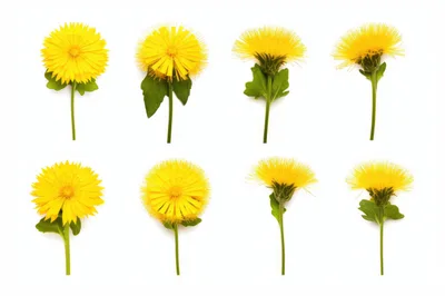 Collection Of Yellow Dandelion Flowers On White Background