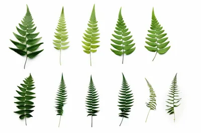 Collection Of Various Green Fern Leaves On White Background