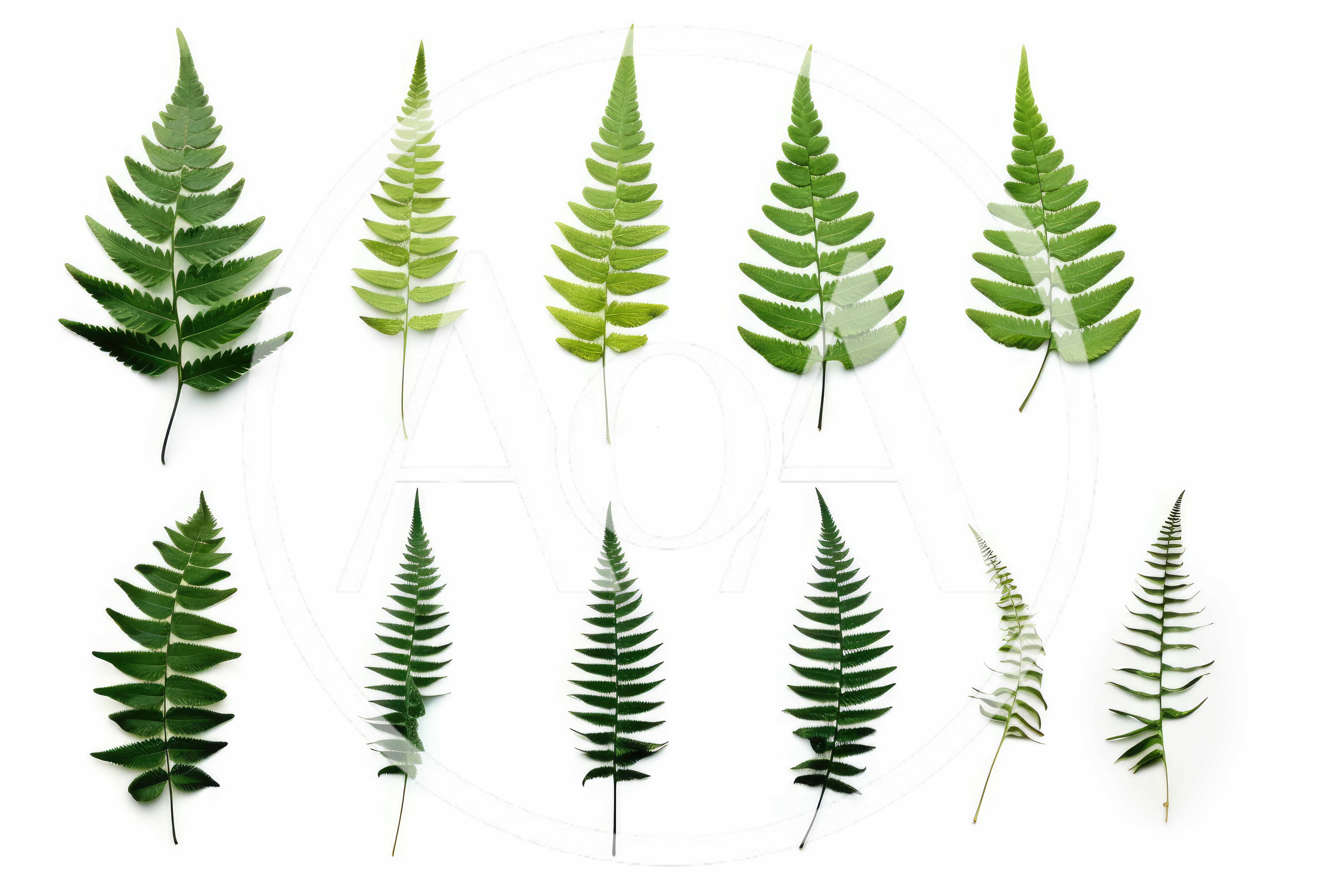 Collection Of Various Green Fern Leaves On White Background