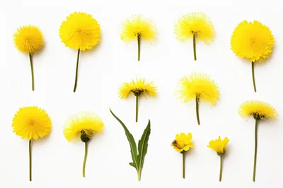 Collection Of Yellow Dandelion Flowers On White Background