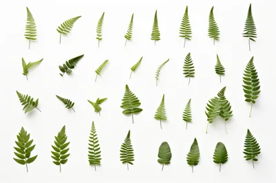 Collection Of Various Green Fern Leaves On White Background