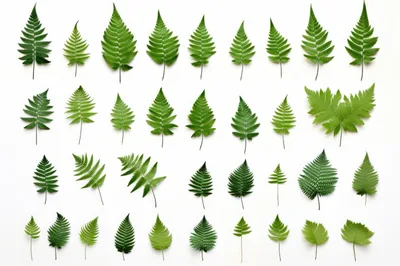 Collection Of Various Green Fern Leaves On White Background