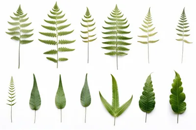 Collection Of Various Green Fern Leaves On White Background