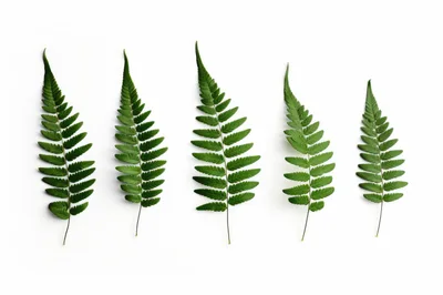 Five Green Fern Leaves Arranged On White Background
