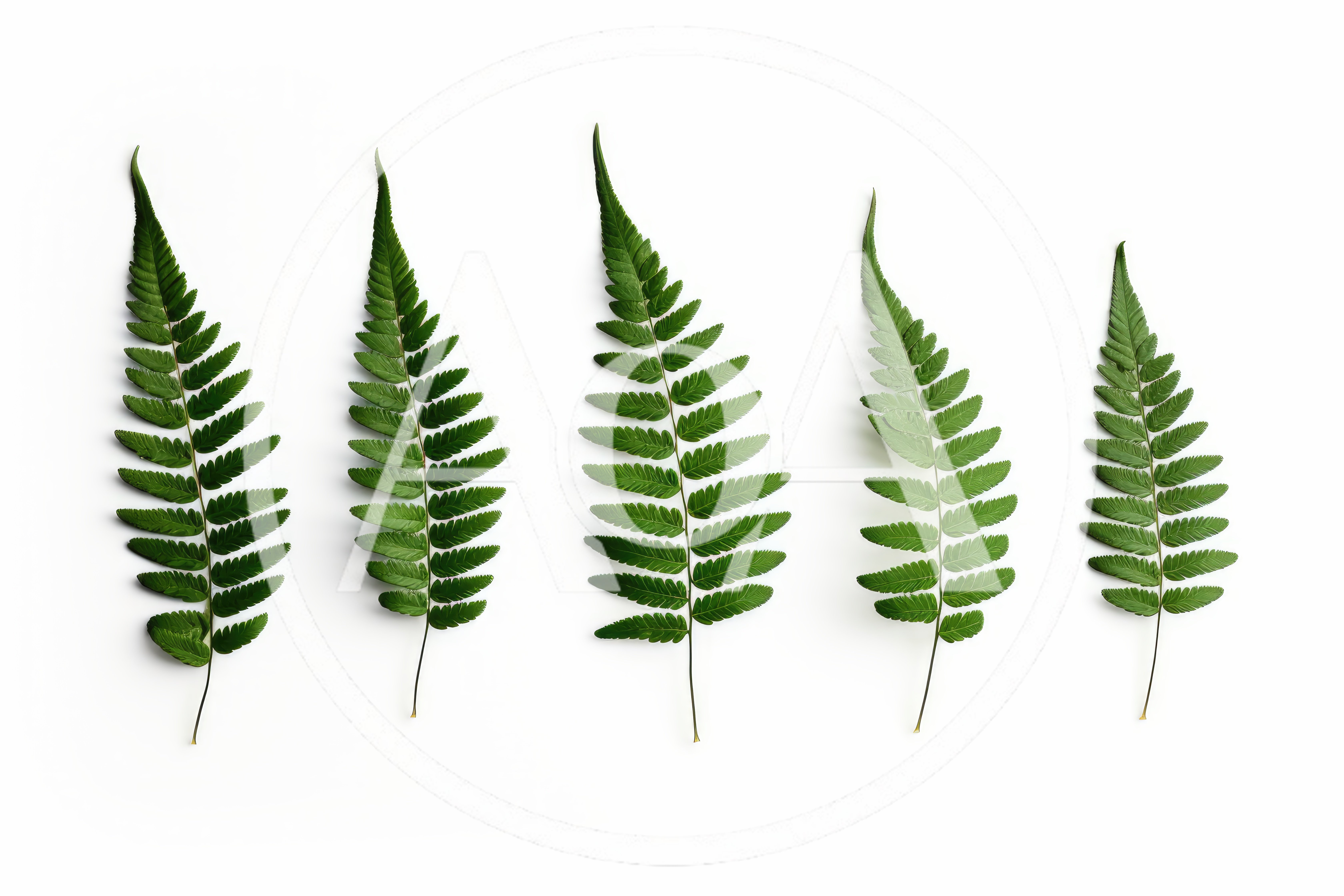 Five Green Fern Leaves Arranged On White Background