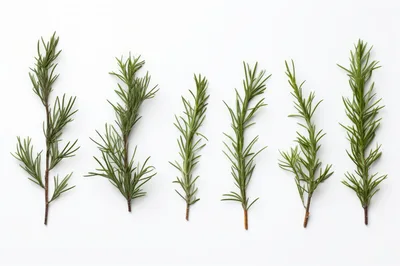Six Fresh Rosemary Sprigs Arranged On White Background