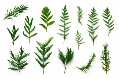 Collection of Various Green Conifer and Fern Leaves