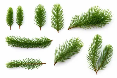 Collection of Fresh Green Spruce Tree Branches