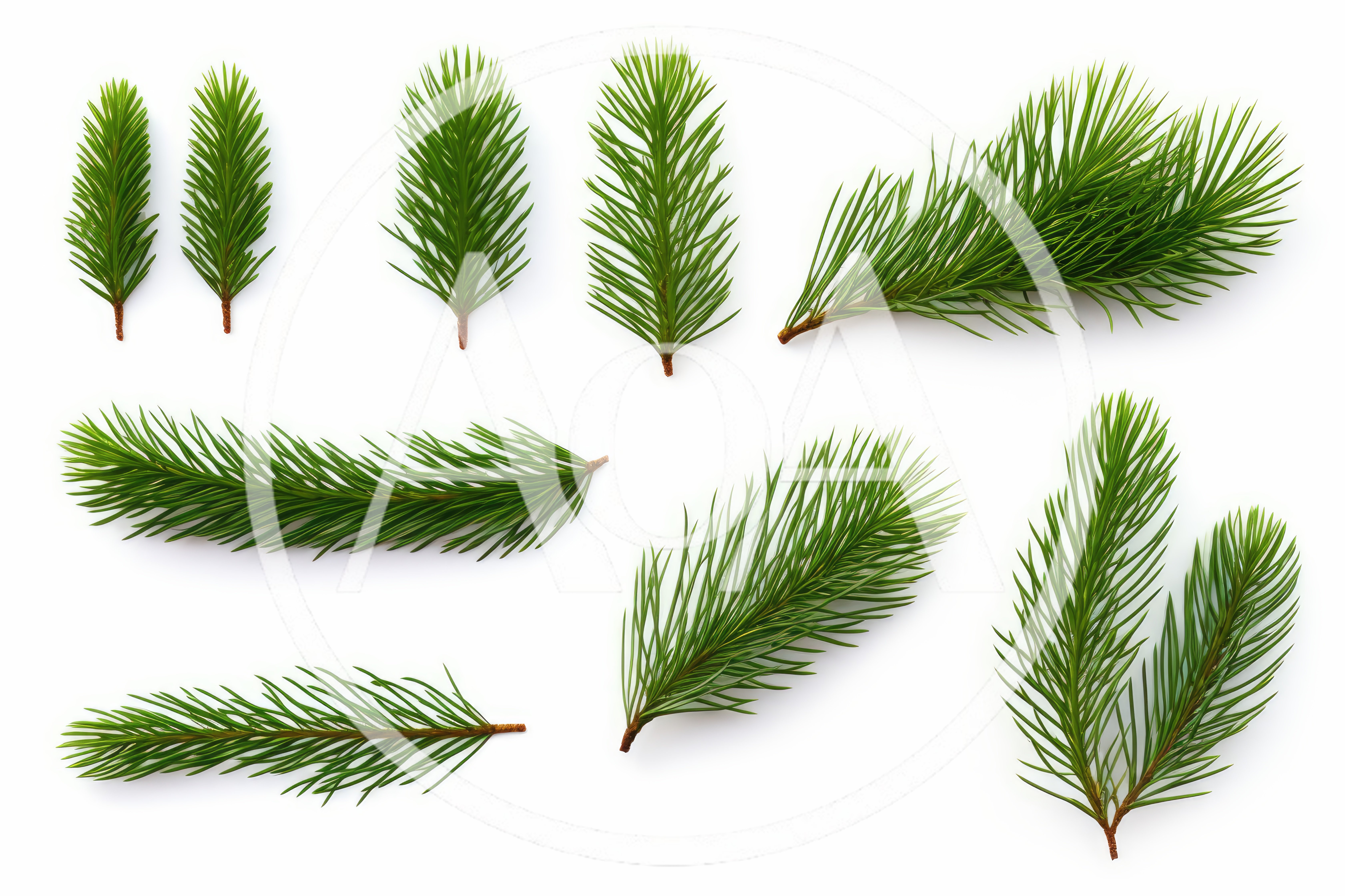 Collection of Fresh Green Spruce Tree Branches
