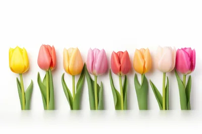 Eight Colorful Tulips Arranged In A Row