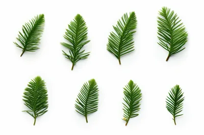 Collection of Eight Yew Tree Branches on White Background