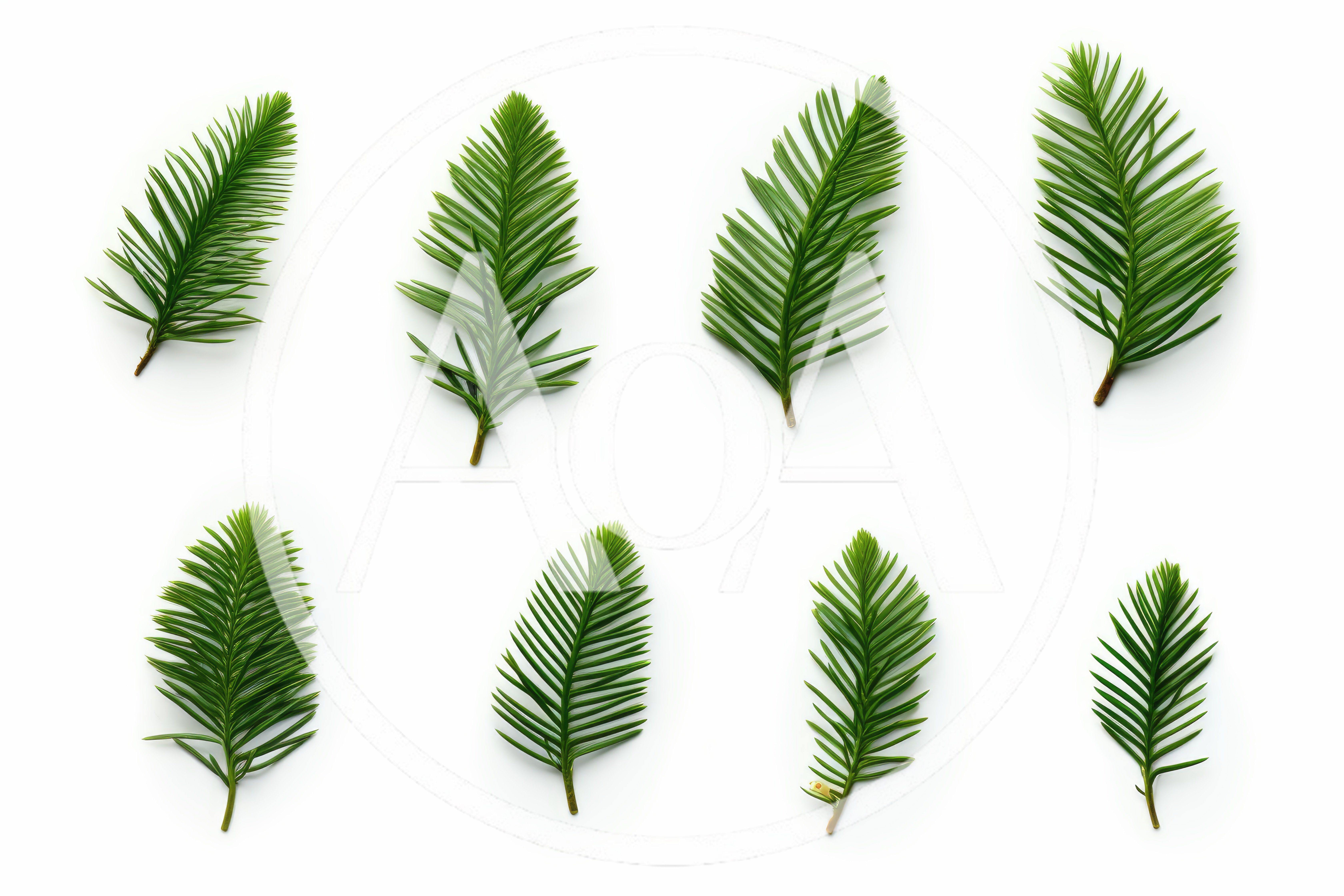 Collection of Eight Yew Tree Branches on White Background