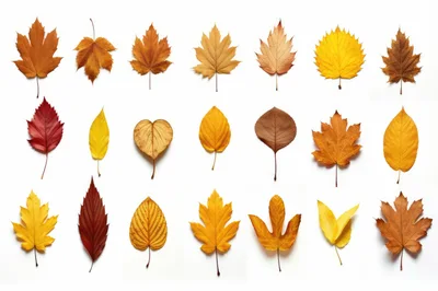 Collection Of Various Colorful Autumn Leaves On White