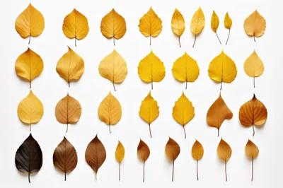 Collection of Autumnal Yellow and Brown Leaves