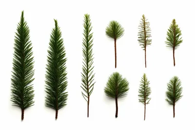 Collection Of Various Coniferous Tree Branches On White
