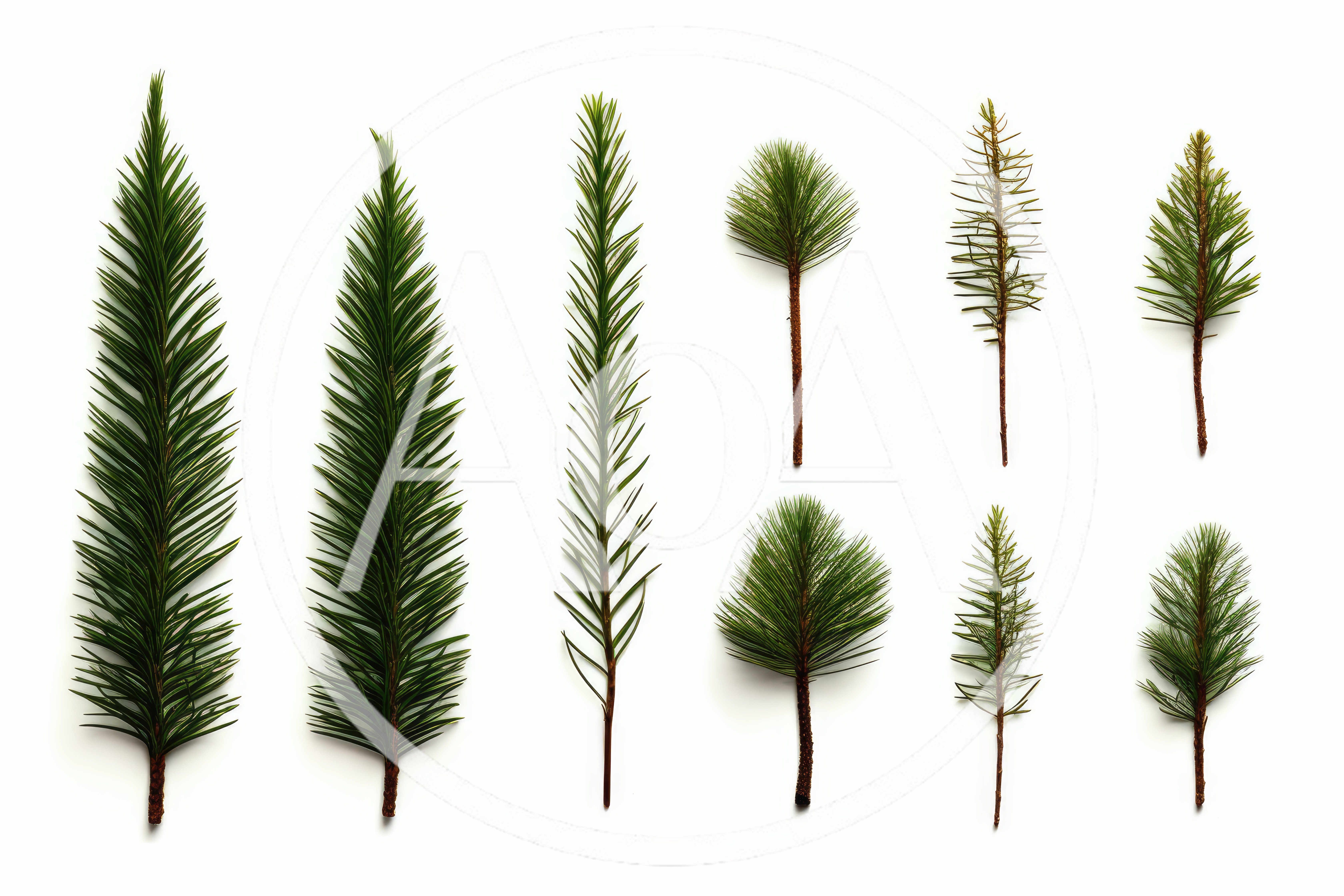 Collection Of Various Coniferous Tree Branches On White