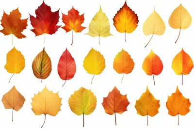Collection of Colorful Autumn Leaves on White Background
