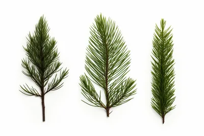Three Distinct Evergreen Conifer Branches On White Background